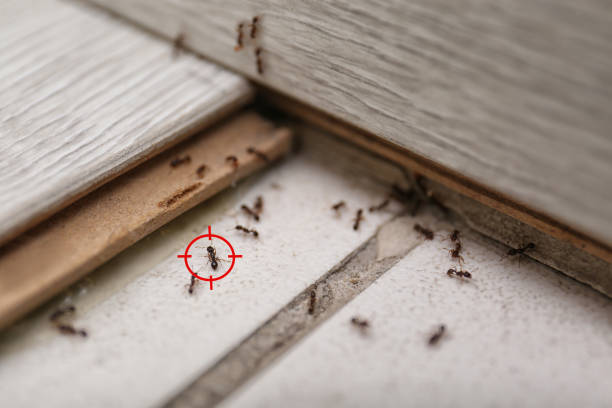 Best Affordable Pest Control Services  in Bellaire, OH