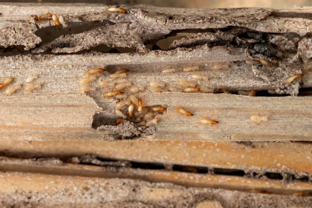 Best Insect Control  in Bellaire, OH